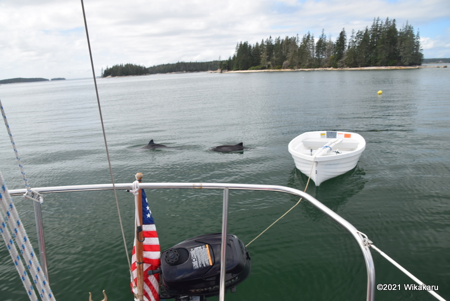 A pair of harbor porpoises swim around us at anchor in Hell's Half Acre