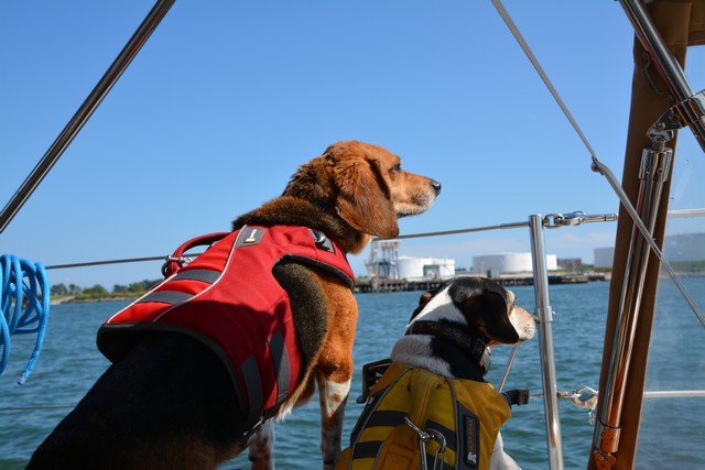 9/1/14 Nemo and Genny Keeping A Sharp Lookout Portland, ME