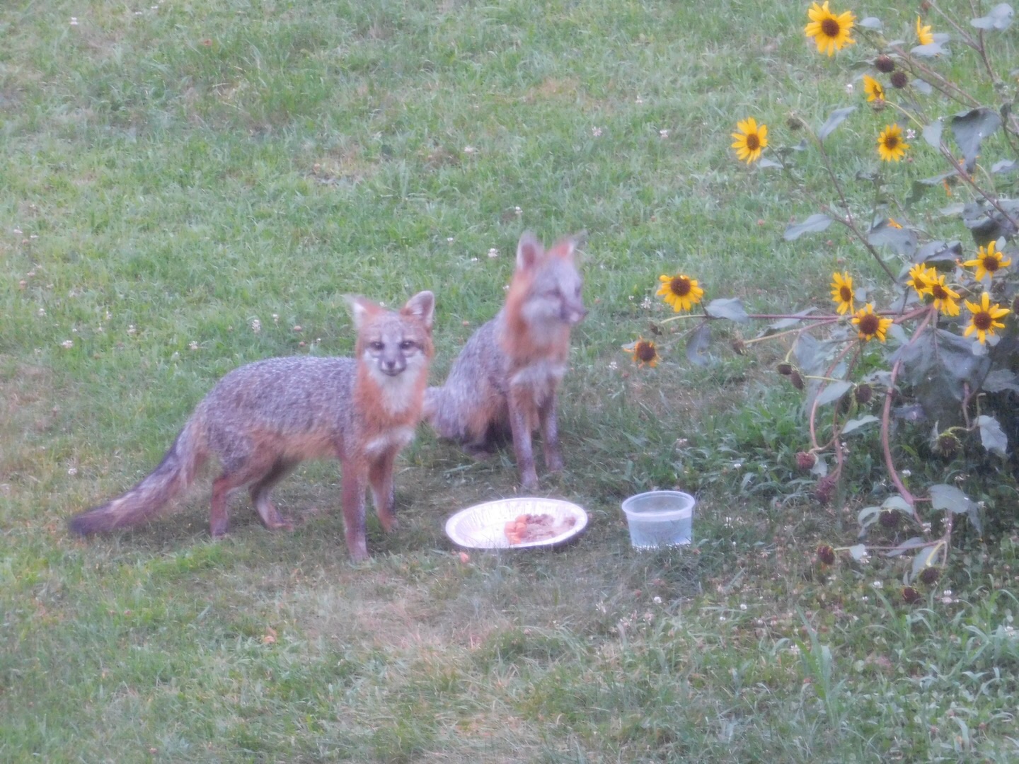 Grey foxes