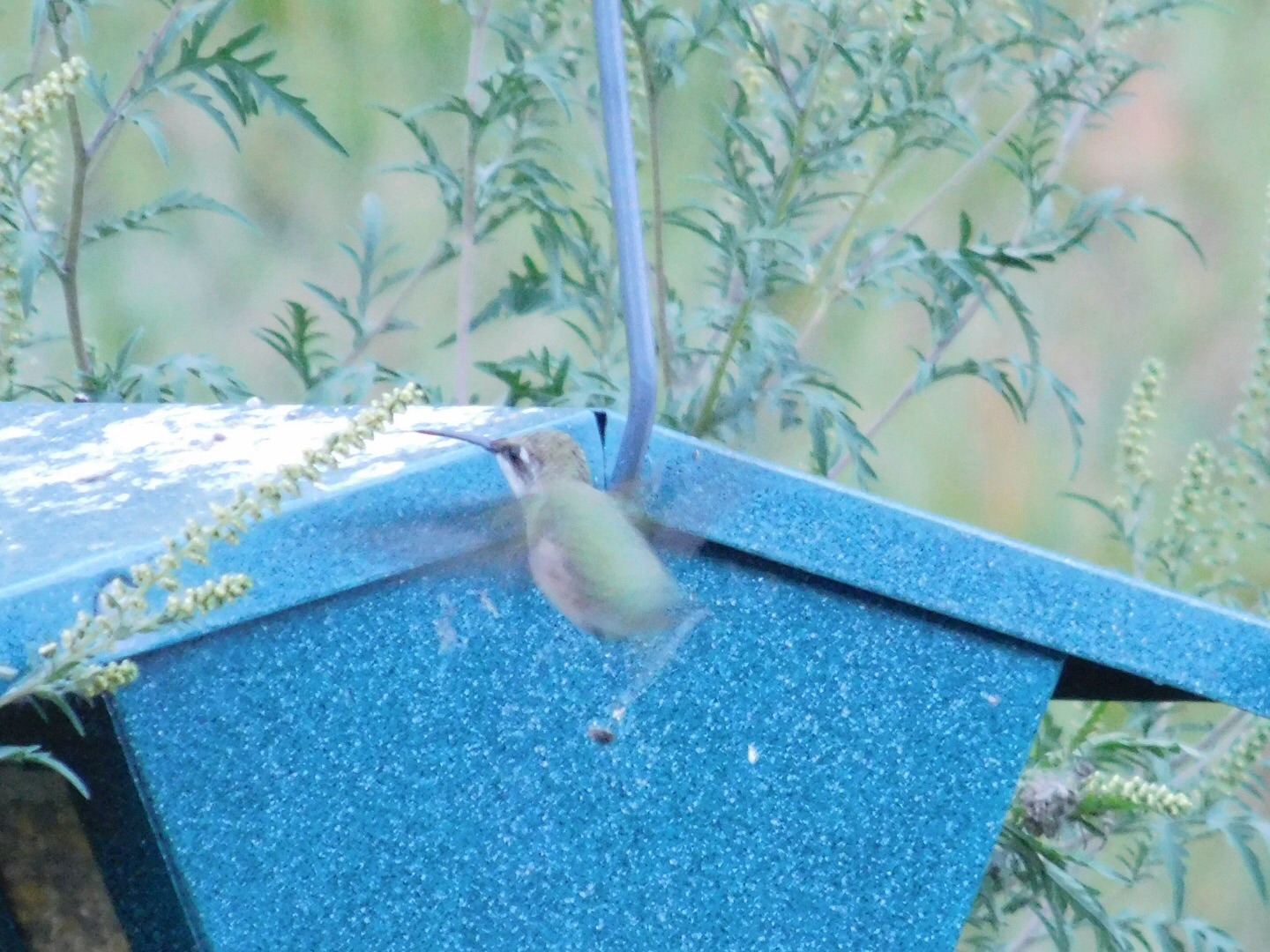 Hummingbird hovering.