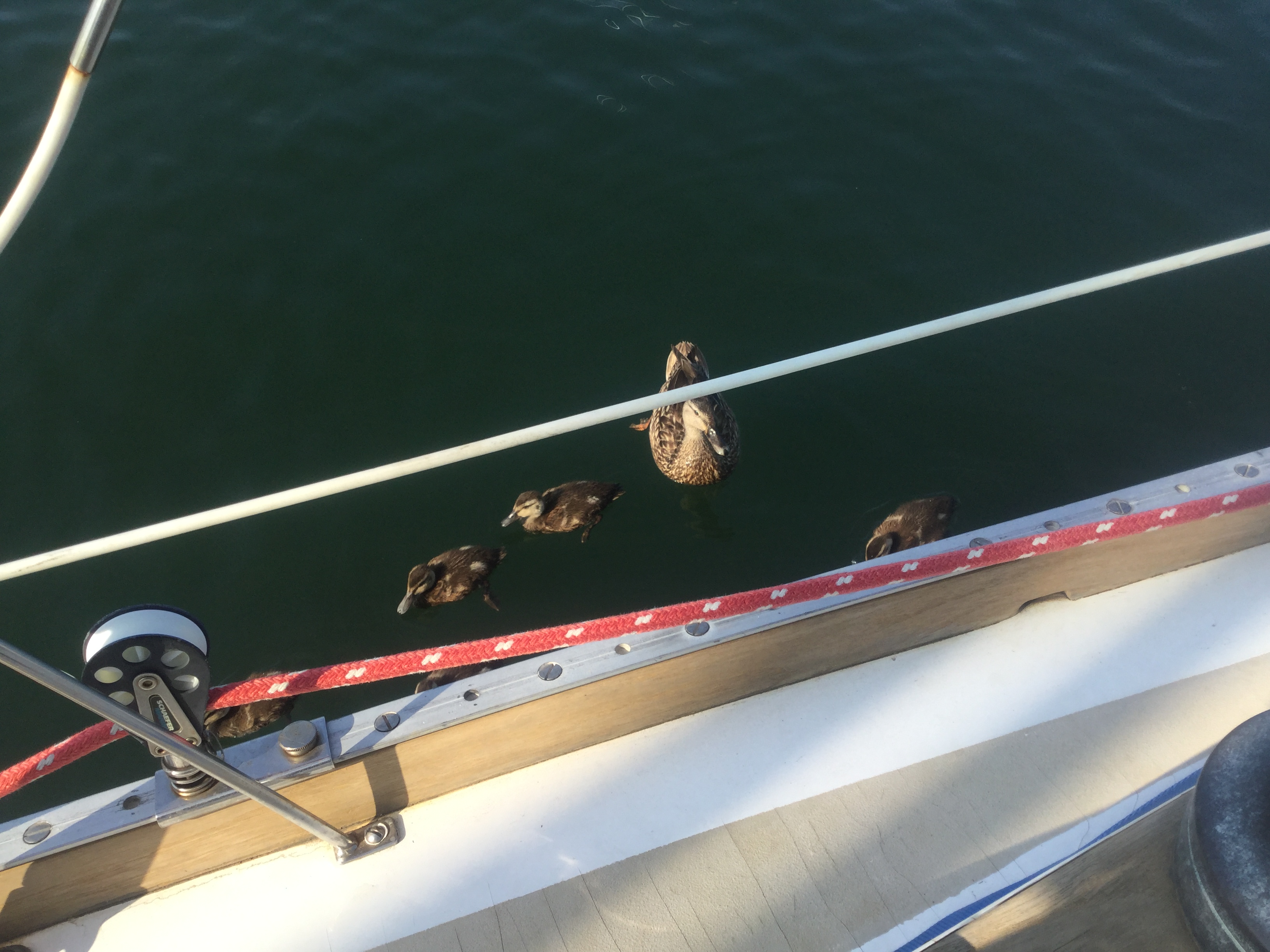 Cute little visitors, Red Brook Harbor