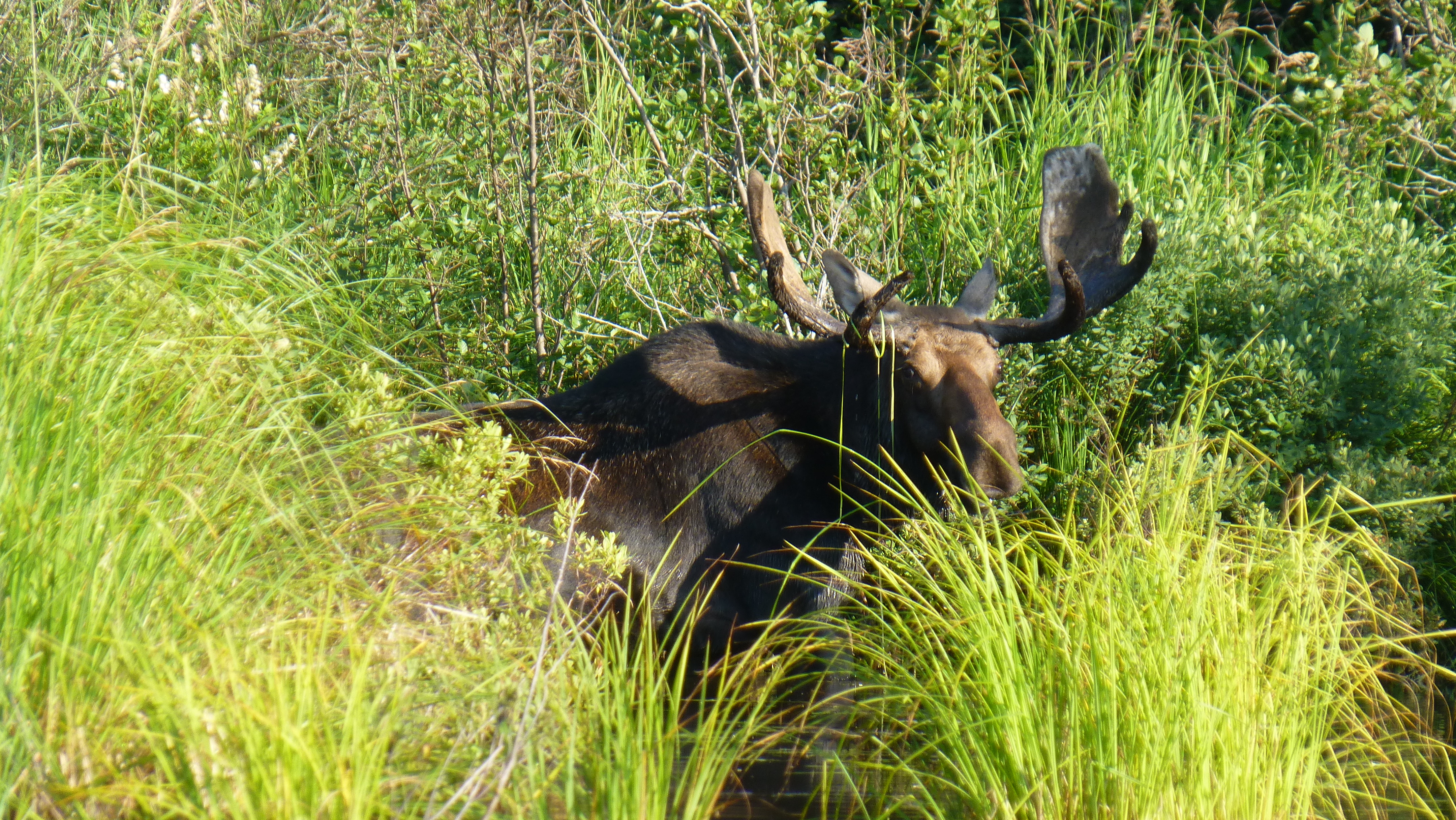 A local stream resident on Isle Royale National Park.